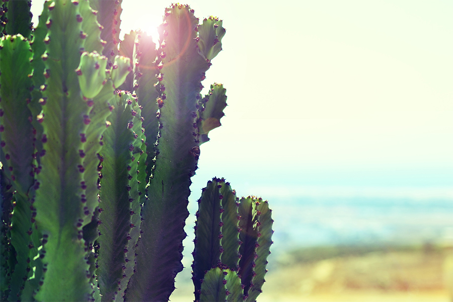Cactus shining in the sunlight.