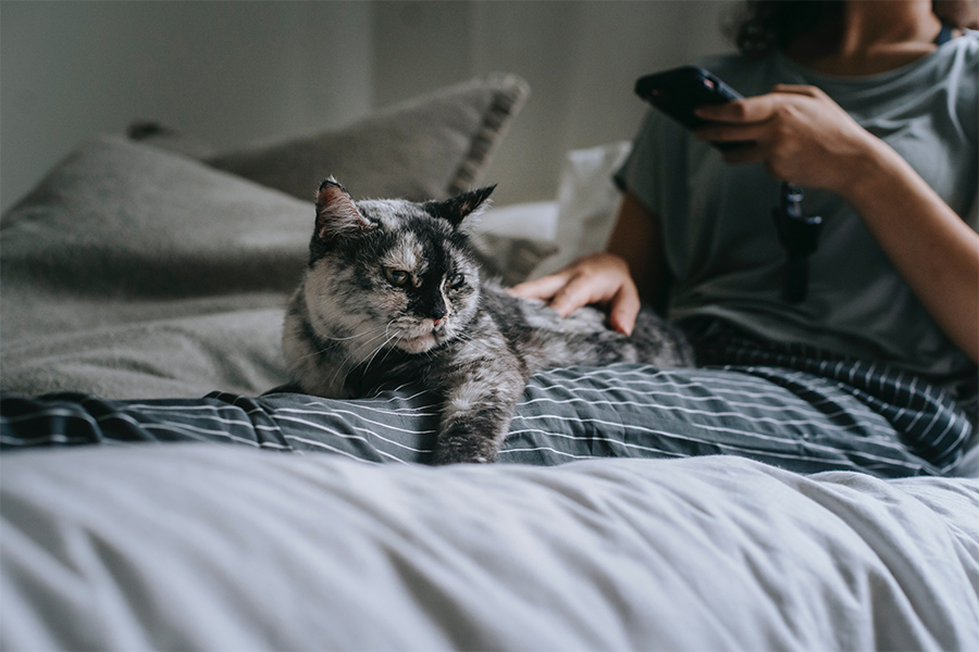 Person sitting on bed with cat.